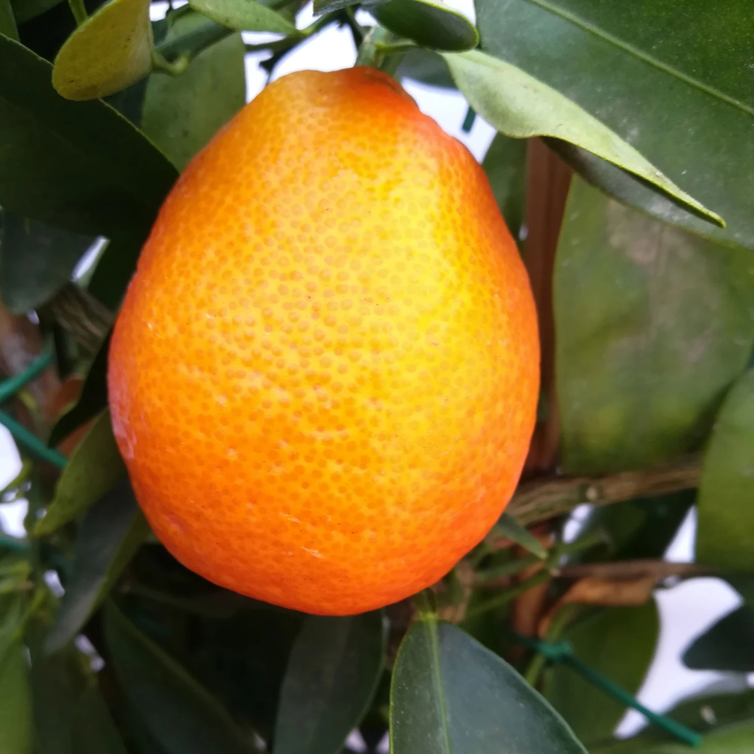 Kumquat-Clementine 'Kucle', Ministamm, Topf-Ø 15 Cm, Höhe Ca. 40 Cm 2 Kumquat-Clementine 'Kucle', Ministamm, Topf-Ø 15 Cm, Höhe Ca. 40 Cm - Image 2