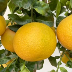 Grapefruitbaum, Stamm, Topf-Ø 22 Cm, Höhe Ca. 70 - 80 Cm -Zimmer & Garten Verkäufe 0630100702 KB Citrus Paradisi Stamm T33 18 104218