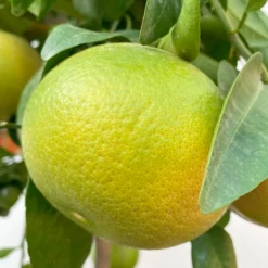 Grapefruitbaum, Stamm, Topf-Ø 22 Cm, Höhe Ca. 70 - 80 Cm -Zimmer & Garten Verkäufe 0630100702 KB Citrus Paradisi Stamm T33 6 104221