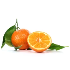 Clementine, Stamm, Topf-Ø Ca. 20 Cm, Höhe Ca. 60 Cm -Zimmer & Garten Verkäufe 0630100712 0630100713 KB Citrus clementina Stamm WS 98317