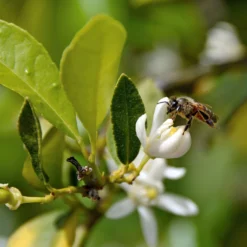 Limette 'Verde', Mini-Stamm, Topf-Ø 15 Cm -Zimmer & Garten Verkäufe 0630100730 KB Citrus latifolia Mini Stamm T15 Lima verde WS 2 98112