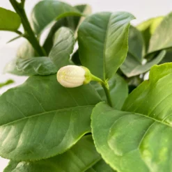 Riesenzitrone, Stamm, Topf-Ø 20 Cm -Zimmer & Garten Verkäufe 0630100777 Citrus Lipo Kaiserzitrone Citrus limon x Citrus paradisi T20 2 104874