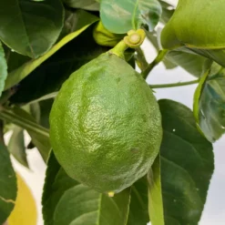 Riesenzitrone, Stamm, Topf-Ø 20 Cm -Zimmer & Garten Verkäufe 0630100777 Citrus Lipo Kaiserzitrone Citrus limon x Citrus paradisi T20 4 104876