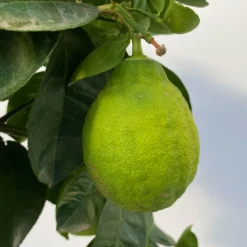 Riesenzitrone, Stamm, Topf-Ø 20 Cm -Zimmer & Garten Verkäufe 0630100777 Citrus Lipo Kaiserzitrone Citrus limon x Citrus paradisi T20 5 104875