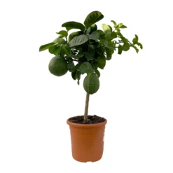 Riesenzitrone, Stamm, Topf-Ø 20 Cm -Zimmer & Garten Verkäufe 0630100777 Citrus Lipo Kaiserzitrone Citrus limon x Citrus paradisi T20 7 104872