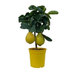 Riesenzitrone, Stamm, Topf-Ø 20 Cm -Zimmer & Garten Verkäufe 0630100777 Citrus Lipo Kaiserzitrone Citrus limon x Citrus paradisi T20 9 104871