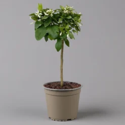 Zitrone 'Rosso', Stamm, Topf-Ø 20 Cm, Höhe Ca. 70 Cm -Zimmer & Garten Verkäufe 0630200006 Citrus limon Stamm 20 3162Giambo Rosso H60 2 125600