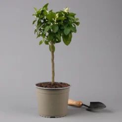 Zitrone 'Rosso', Stamm, Topf-Ø 20 Cm, Höhe Ca. 70 Cm