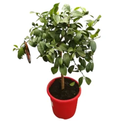 Zitrone 'Rosso', Stamm, Topf-Ø 20 Cm, Höhe Ca. 70 Cm -Zimmer & Garten Verkäufe 0630200006 Citrus limon Stamm T20 H60 80 Rosso 2 79069