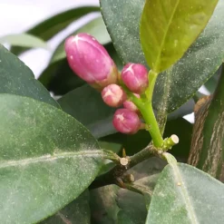 Zitrone 'Rosso', Stamm, Topf-Ø 20 Cm, Höhe Ca. 70 Cm -Zimmer & Garten Verkäufe 0630200006 Citrus limon Stamm T20 H60 80 Rosso 4 78899