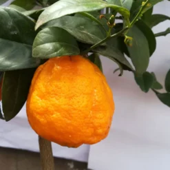 Zitrone 'Rosso', Stamm, Topf-Ø 20 Cm, Höhe Ca. 70 Cm -Zimmer & Garten Verkäufe 0630200006 Citrus limon Stamm T20 H60 80 Rosso 6 78897