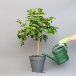 Bergamotte 'Bergamia', Stamm, Topf-Ø 20 Cm, Höhe Ca. 60 Cm -Zimmer & Garten Verkäufe 0630200007 Citrus limon Stamm T20 Bergamia 2 97290