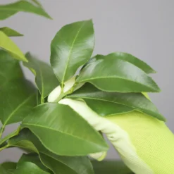 Bergamotte 'Bergamia', Stamm, Topf-Ø 20 Cm, Höhe Ca. 60 Cm -Zimmer & Garten Verkäufe 0630200007 Citrus limon Stamm T20 Bergamia 5 97291