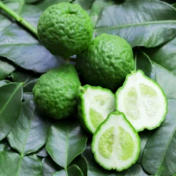 Bio Gewürz-Limette, Topf-Ø 12 Cm, 2er-Set -Zimmer & Garten Verkäufe 0630300010 Citrus hystrix Stamm Gewuerzzitrus 1 104819