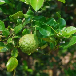 Bio Gewürz-Limette, Topf-Ø 12 Cm, 2er-Set -Zimmer & Garten Verkäufe 0630300010 Citrus hystrix Stamm Gewuerzzitrus 3 104818