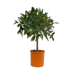 Kumquat, Stämmchen, Topf-Ø 20 Cm, Höhe Ca. 60-70 Cm -Zimmer & Garten Verkäufe 0630400015 Citrus fort margarita Stamm T20 2 104336