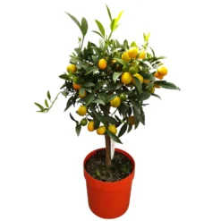 Kumquat, Stamm, Topf-Ø 22 Cm -Zimmer & Garten Verkäufe 0630400015 Citrus fort margarita Stamm T20 H60 70 Kumquat farbiger Topf 2 79071 1