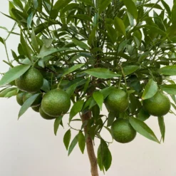 Mandarinenbaum, Stamm, Topf-Ø Ca. 24 Cm, Höhe Ca. 140 Cm 7 Mandarinenbaum, Stamm, Topf-Ø Ca. 24 Cm, Höhe Ca. 140 Cm -Zimmer & Garten Verkäufe 0630400025 Citrus reticulata Stamm T24 3 104283