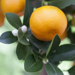 Kumquat, Stamm, Topf-Ø 22 Cm -Zimmer & Garten Verkäufe 0630400068 0630400074 Citrus Calamondin 1 98319