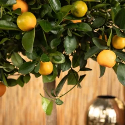 Kumquat, Stamm, Topf-Ø 22 Cm -Zimmer & Garten Verkäufe 0630400068 0630400074 Citrus Calamondin 2 98320