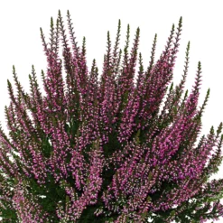 Knospenheide, Lila, Topf-Ø 10,5/11 Cm, 8er-Set -Zimmer & Garten Verkäufe 0650100467 Calluna vulgaris Knospenblueher lila 6er Set WS 95903
