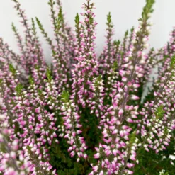 Knospenheide, Lila, Topf-Ø 10,5/11 Cm, 8er-Set -Zimmer & Garten Verkäufe 0650100467 Calluna vulgaris Knospenblueher lila 8er Set 5 112659