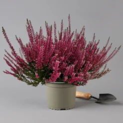 Knospenheide, Rot, Topf-Ø 17 Cm, 3er-Set -Zimmer & Garten Verkäufe 0650100497 Calluna vulgaris T17 rot Knospenblueher 3erSet 2 126018