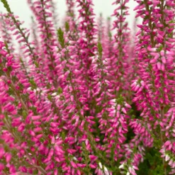 Knospenheide, Rot, Topf-Ø 17 Cm, 3er-Set -Zimmer & Garten Verkäufe 0650100497 Calluna vulgaris T17 rot Knospenblueher 3erSet 4 125771