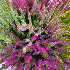 Knospenheide 'High Five®' Fünffarbig, Schalen-Ø 23 Cm