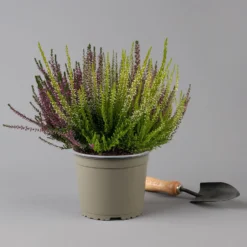 Knospenheide 'High Five®' Fünffarbig, Topf-Ø 17 Cm, 2er-Set 10 Knospenheide 'High Five®' Fünffarbig, Topf-Ø 17 Cm, 2er-Set -Zimmer & Garten Verkäufe 0650200206 Calluna vulgaris High Five T17 5Farben im Topf 2er Set 2 126027