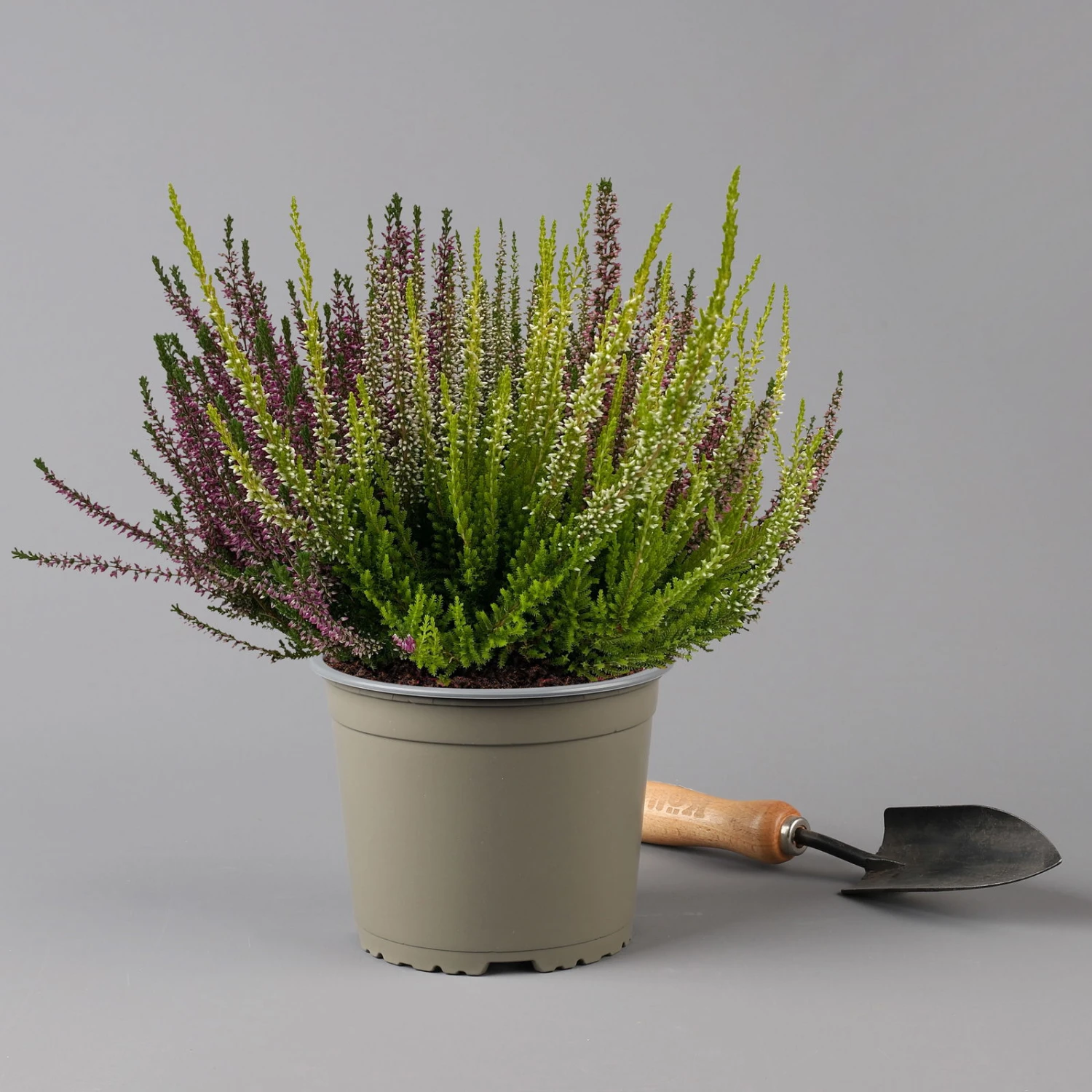 Knospenheide 'High Five®' Fünffarbig, Topf-Ø 17 Cm, 2er-Set 4 Knospenheide 'High Five®' Fünffarbig, Topf-Ø 17 Cm, 2er-Set - Image 4