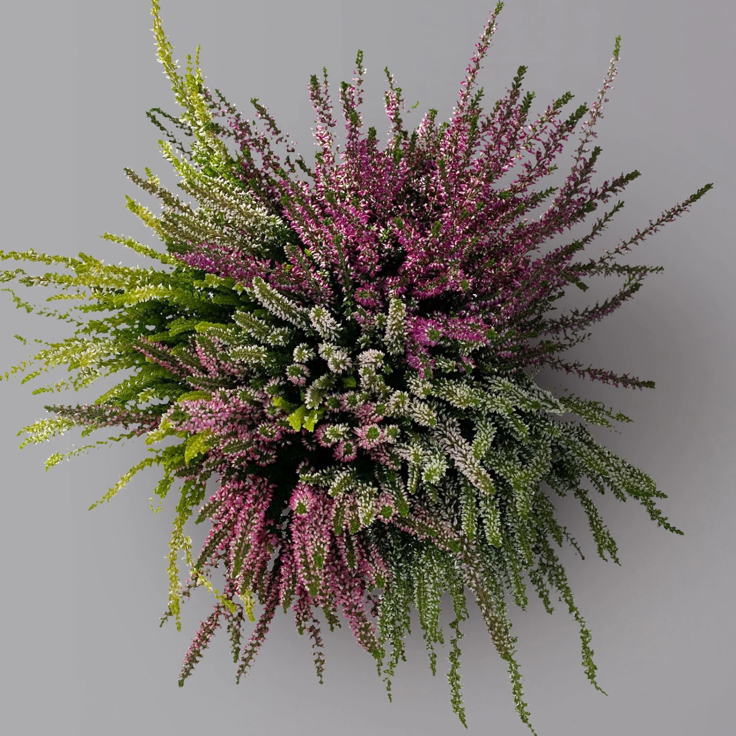 Knospenheide 'High Five®' Fünffarbig, Topf-Ø 17 Cm, 2er-Set 2 Knospenheide 'High Five®' Fünffarbig, Topf-Ø 17 Cm, 2er-Set - Image 2