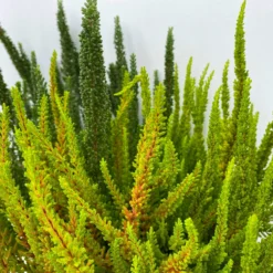 Besenheide SKYLINE® 'Trio' Mix Variiert, Topf-Ø 17 Cm, 2er-Set 10 Besenheide SKYLINE® 'Trio' Mix Variiert, Topf-Ø 17 Cm, 2er-Set -Zimmer & Garten Verkäufe 0650300070 Calluna Skyline Trio T17 2erSet 2 125784