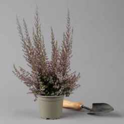 Erica Sparsa Bunt, Farbe Nach Verfügbarkeit, Topf-Ø 12cm, 6er-Set -Zimmer & Garten Verkäufe 0651100047 Erica sparsa T12 6er Set 125926