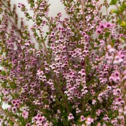 Erica Sparsa Bunt, Farbe Nach Verfügbarkeit, Topf-Ø 12cm, 6er-Set -Zimmer & Garten Verkäufe 0651100047 Erica sparsa T12 6er Set 3 125790