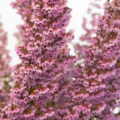 Erica Sparsa Bunt, Farbe Nach Verfügbarkeit, Topf-Ø 12cm, 6er-Set -Zimmer & Garten Verkäufe 0651100047 Erica sparsa T12 6er Set1 97938