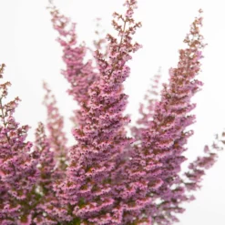 Erica Sparsa Bunt, Farbe Nach Verfügbarkeit, Topf-Ø 12cm, 6er-Set -Zimmer & Garten Verkäufe 0651100047 Erica sparsa T12 6er Set2 97939