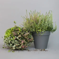 Heidepflanzen Mix, Farbe Variiert, Topf-Ø 15 Cm, 2er-Set -Zimmer & Garten Verkäufe 0651200005 Heide Mix T15 H30 10 97299