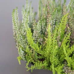 Heidepflanzen Mix, Farbe Variiert, Topf-Ø 15 Cm, 2er-Set -Zimmer & Garten Verkäufe 0651200005 Heide Mix T15 H30 14 97297