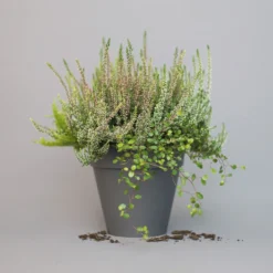 Heidepflanzen Mix, Farbe Variiert, Topf-Ø 15 Cm, 2er-Set