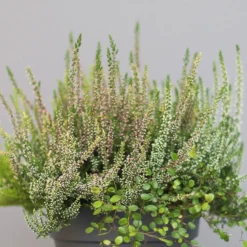 Heidepflanzen Mix, Farbe Variiert, Topf-Ø 15 Cm, 2er-Set -Zimmer & Garten Verkäufe 0651200005 Heide Mix T15 H30 2 97296