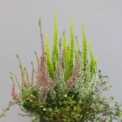 Heidepflanzen Mix, Topf-Ø 10,5 Cm, 6er-Set -Zimmer & Garten Verkäufe 0651200008 Heide Mix T10 5 H20 1 97304