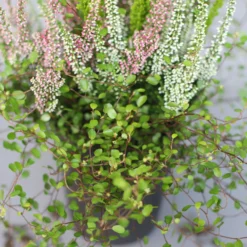 Heidepflanzen Mix, Topf-Ø 10,5 Cm, 6er-Set -Zimmer & Garten Verkäufe 0651200008 Heide Mix T10 5 H20 6 97305