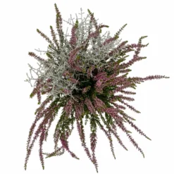 Knospenheide & Calocephalus Mix, 6er-Set, Rosa-rot-silbergrau, Topf 13 Cm Ø -Zimmer & Garten Verkäufe 0651200028 Calluna Calocephalus T13 6er Set 8 115323