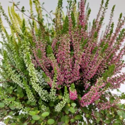 Heidepflanzen Mix, Farbe Variiert, Topf-Ø 15 Cm, 2er-Set -Zimmer & Garten Verkäufe 0651200029 Heide Mix anthrazitfarbener Topf Set 2 4 81503