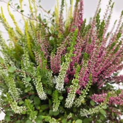 Heidepflanzen Mix, Farbe Variiert, Topf-Ø 15 Cm, 2er-Set -Zimmer & Garten Verkäufe 0651200029 Heide Mix anthrazitfarbener Topf Set 2 5 81502