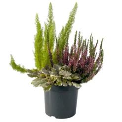 Calluna Mix, Rot-rosa, Topf-Ø 17cm, 2er-Set -Zimmer & Garten Verkäufe 0651200033 0651200038 Calluna Mixtopf T17 Calluna rot Erica arborea Ajuga 2 114174