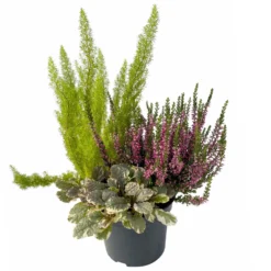 Calluna Mix, Rot-rosa, Topf-Ø 17cm, 2er-Set -Zimmer & Garten Verkäufe 0651200033 0651200038 Calluna Mixtopf T17 Calluna rot Erica arborea Ajuga 3 114175