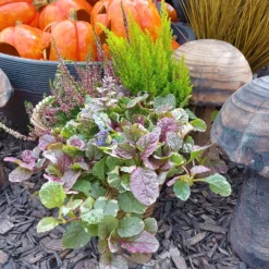 Calluna Mix, Rot-rosa, Topf-Ø 17cm, 2er-Set -Zimmer & Garten Verkäufe 0651200038 Calluna Mixtopf 2er Set Calluna rot Erica arborea Ajuga 1 81510