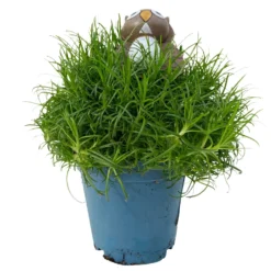 Sternmoos Mit Eulenstecker, Topf-Ø 6 Cm, 12er-Set 9 Sternmoos Mit Eulenstecker, Topf-Ø 6 Cm, 12er-Set -Zimmer & Garten Verkäufe 0664300090 Sagina mit Eule T6 12er Set 2 116143